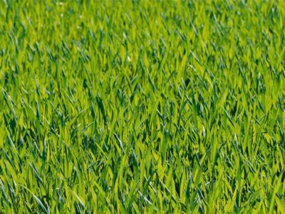Artifical grass installers near me West Midlands